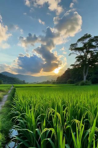 夕阳下的稻田自然风光 夕阳下的稻田自然风光