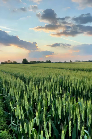 Ϧ���µ�������