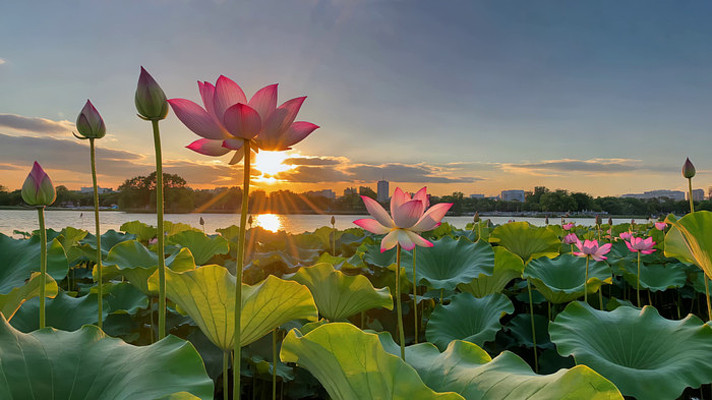 夕阳下盛开的荷花与荷叶 夕阳下盛开的荷花与荷叶