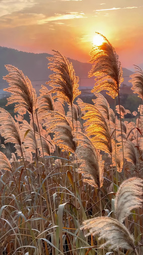 Ϧ�������ҡҷ��«έ