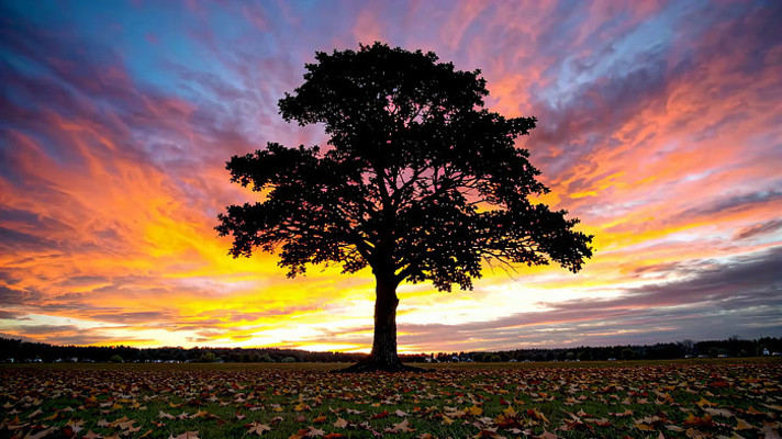 夕阳下田野中的孤树 夕阳下田野中的孤树