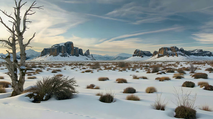 雪地荒野枯树自然风光 雪地荒野枯树自然风光