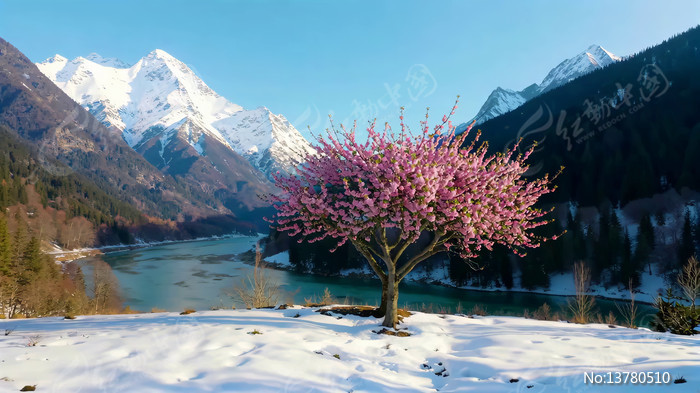 ѩɽ�º���ʢ���ķ�ɫ��ľ