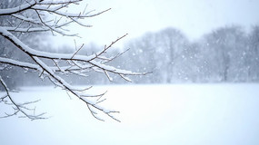 ѩ���ѩ��֦��Զ��ѩ��