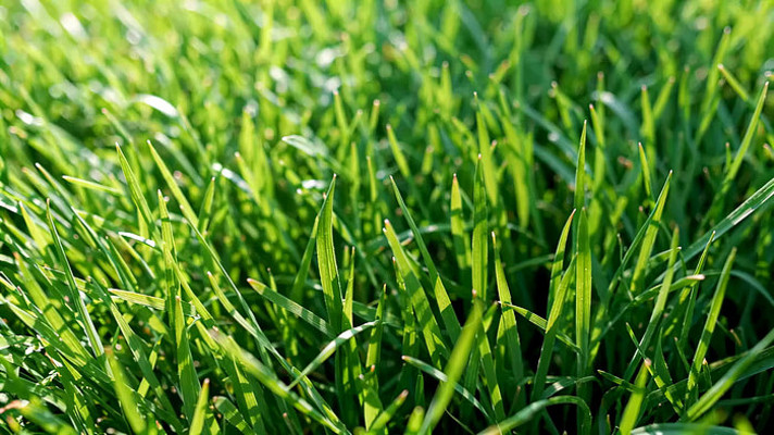 阳光下的绿色草地特写 阳光下的绿色草地特写