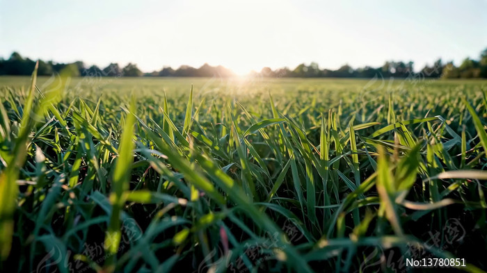 �����µ���ɫ�ݵ���Ұ����