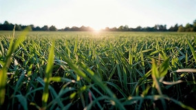 �����µ���ɫ�ݵ���Ұ����