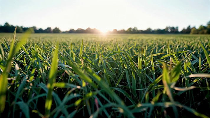 �����µ���ɫ�ݵ���Ұ����