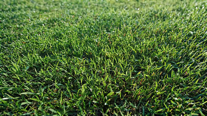 �����µ���ɫ��ƺ�ز�