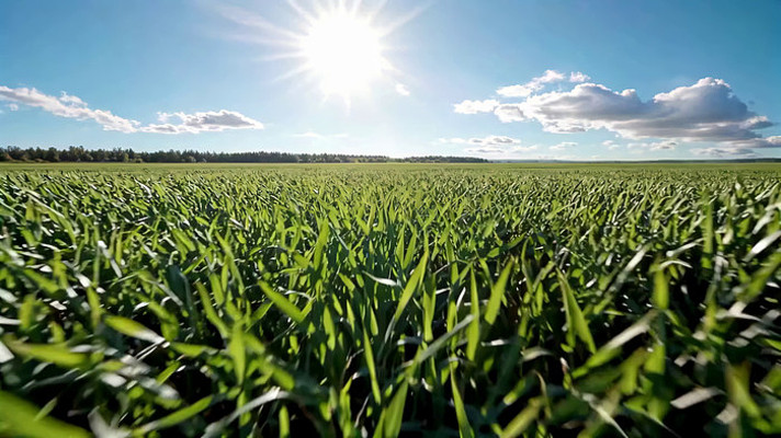 阳光下的绿色麦田全景 阳光下的绿色麦田全景