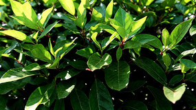 �����µ���ɫֲ����д