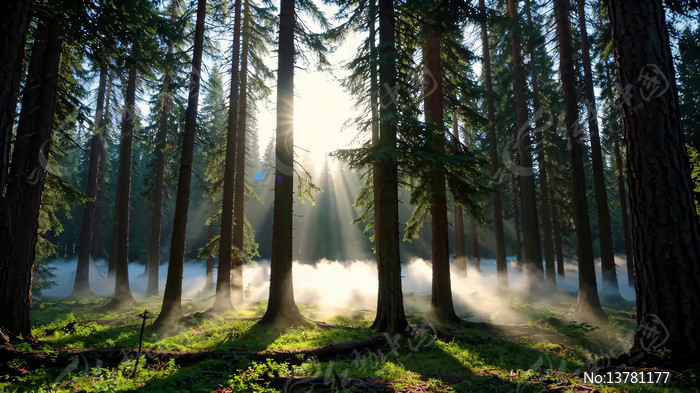 ���������µ�ɭ����������