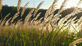 ������ҫ�µ�«έ��Ȼ���