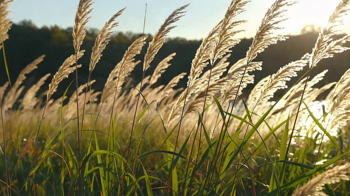 ������ҫ�µ�«έ��Ȼ���