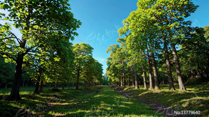 ������ҫ�µ�ɭ����ľ����