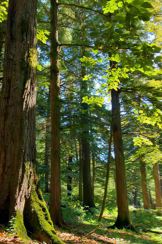 阳光照耀下的森林树木景象 阳光照耀下的森林树木景象