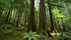 ������ҫ�µ�ɭ��Ϫ������