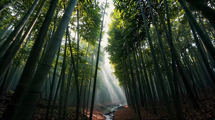 阳光照耀下的竹林风景 阳光照耀下的竹林风景