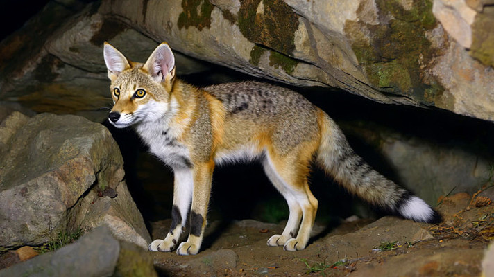 岩石旁站立的狐狸 岩石旁站立的狐狸