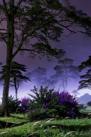 ҹ��ɭ����Ȼ���