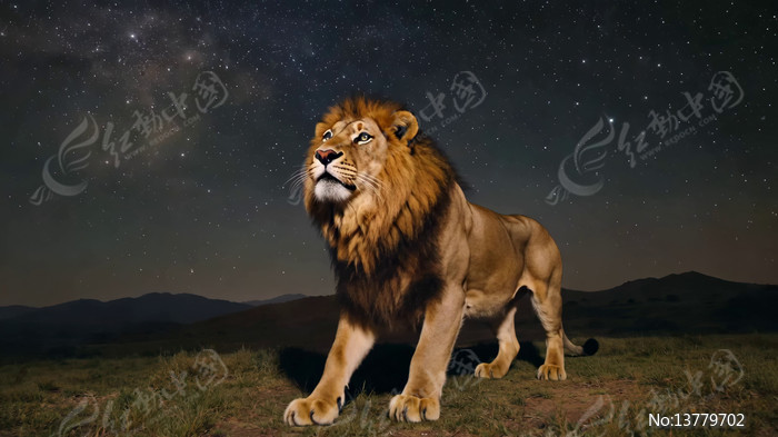 ҹ���²�ԭ�ϵ���ʨ