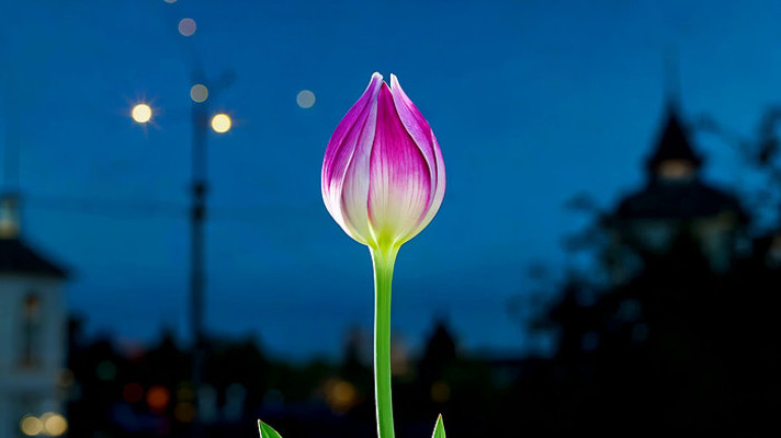 夜色中绽放的郁金香素材 夜色中绽放的郁金香素材