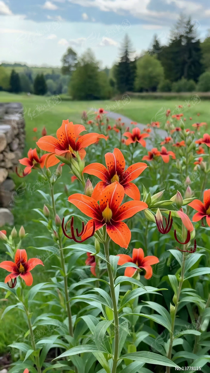 Ұ���ɫ�ٺϻ�ʢ������