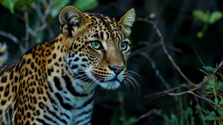 野外花豹特写 野外花豹特写