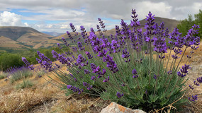 Ұ����ɫ޹�²ݻ���