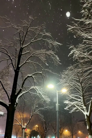 夜晚街道雪景路灯树木 夜晚街道雪景路灯树木