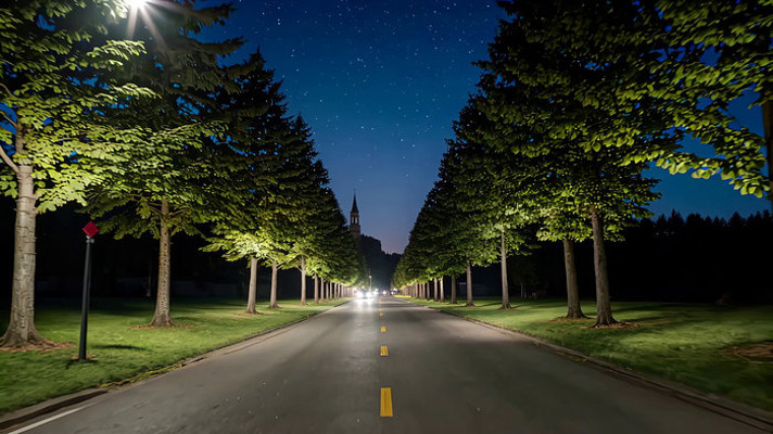 夜晚林间道路景观 夜晚林间道路景观