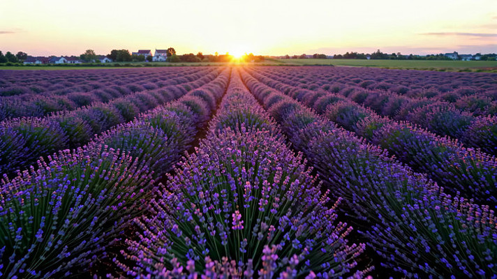 薰衣草田夕阳全景 薰衣草田夕阳全景