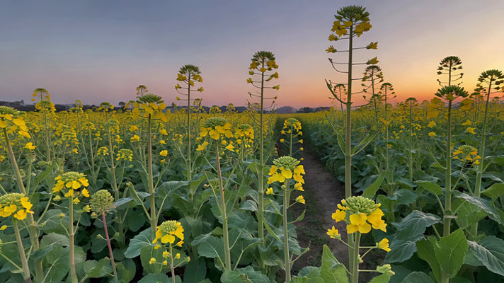 油菜花海日落自然风光 油菜花海日落自然风光