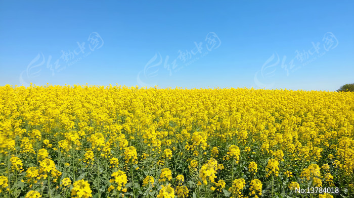 �Ͳ˻�����԰���