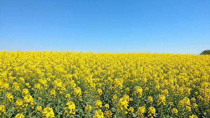 油菜花海田园风光 油菜花海田园风光