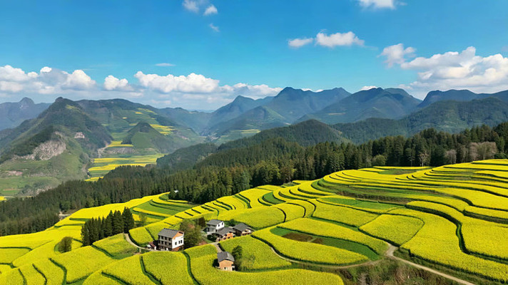 油菜花海梯田自然风光 油菜花海梯田自然风光