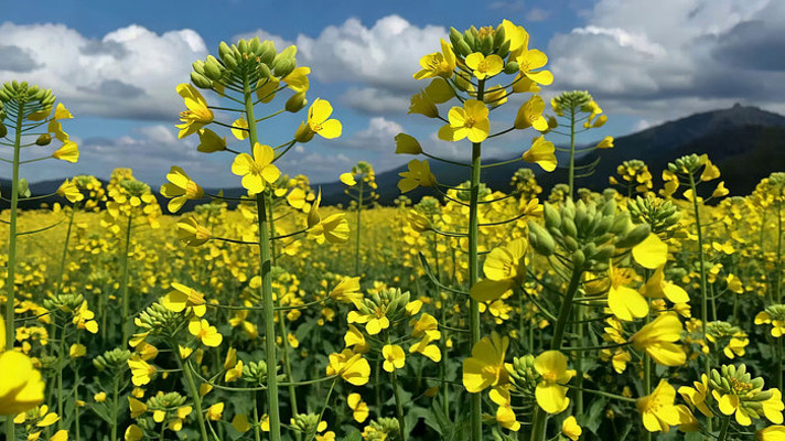 油菜花海自然风光素材 油菜花海自然风光素材