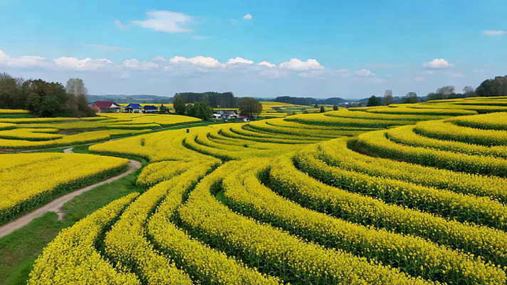 油菜花田田园风光俯瞰 油菜花田田园风光俯瞰