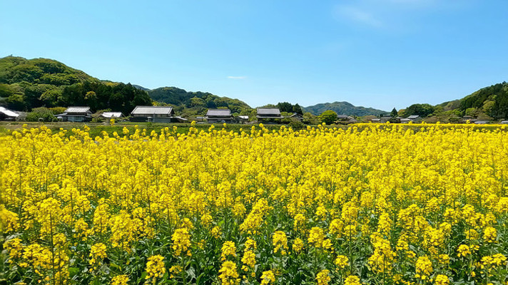 油菜花田乡村风光全景 油菜花田乡村风光全景