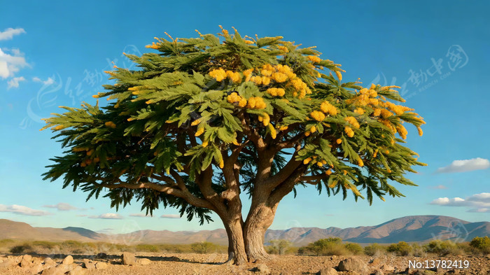 ԭҰ��ïʢ�Ļ�ɫ������ľ