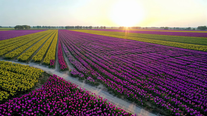 �����㻨������ȫ��