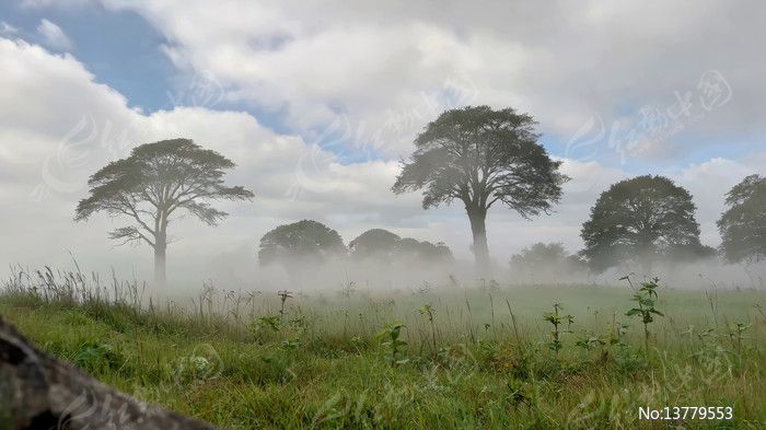 �������ֵĲݵ���ľ����