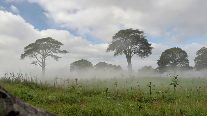 �������ֵĲݵ���ľ����