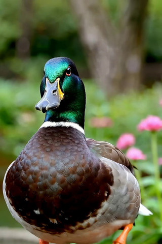 站在石头上的绿头鸭 站在石头上的绿头鸭