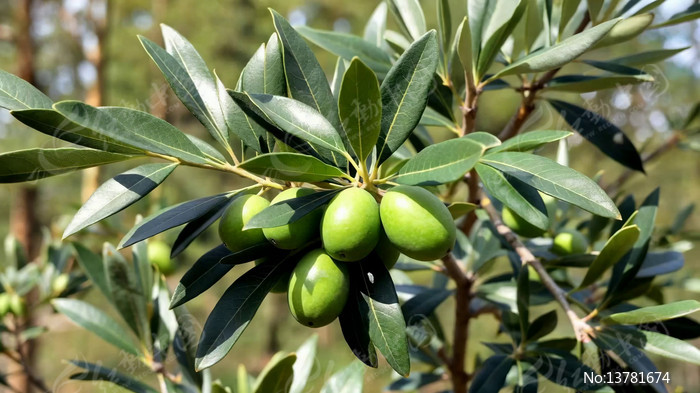 ֦ͷ���������Ҷ��д