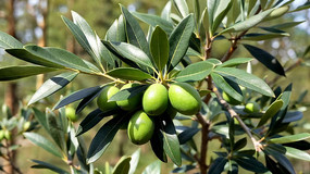 ֦ͷ���������Ҷ��д