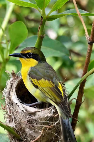 枝头小鸟与鸟巢自然场景 枝头小鸟与鸟巢自然场景
