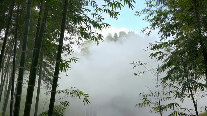 竹林云雾自然风光 竹林云雾自然风光