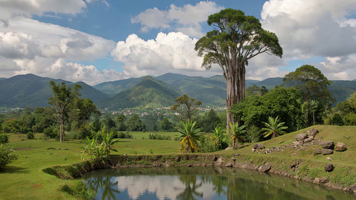自然风光湖畔大树与远山景观 自然风光湖畔大树与远山景观