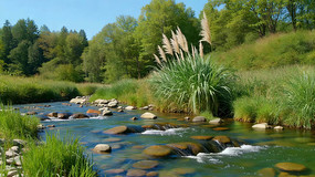 ��Ȼ�����밶��ֲ������